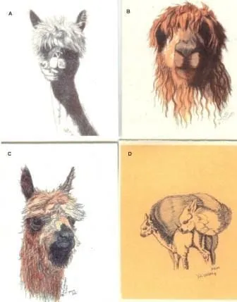 Alpaca Greeting Cards by Dee