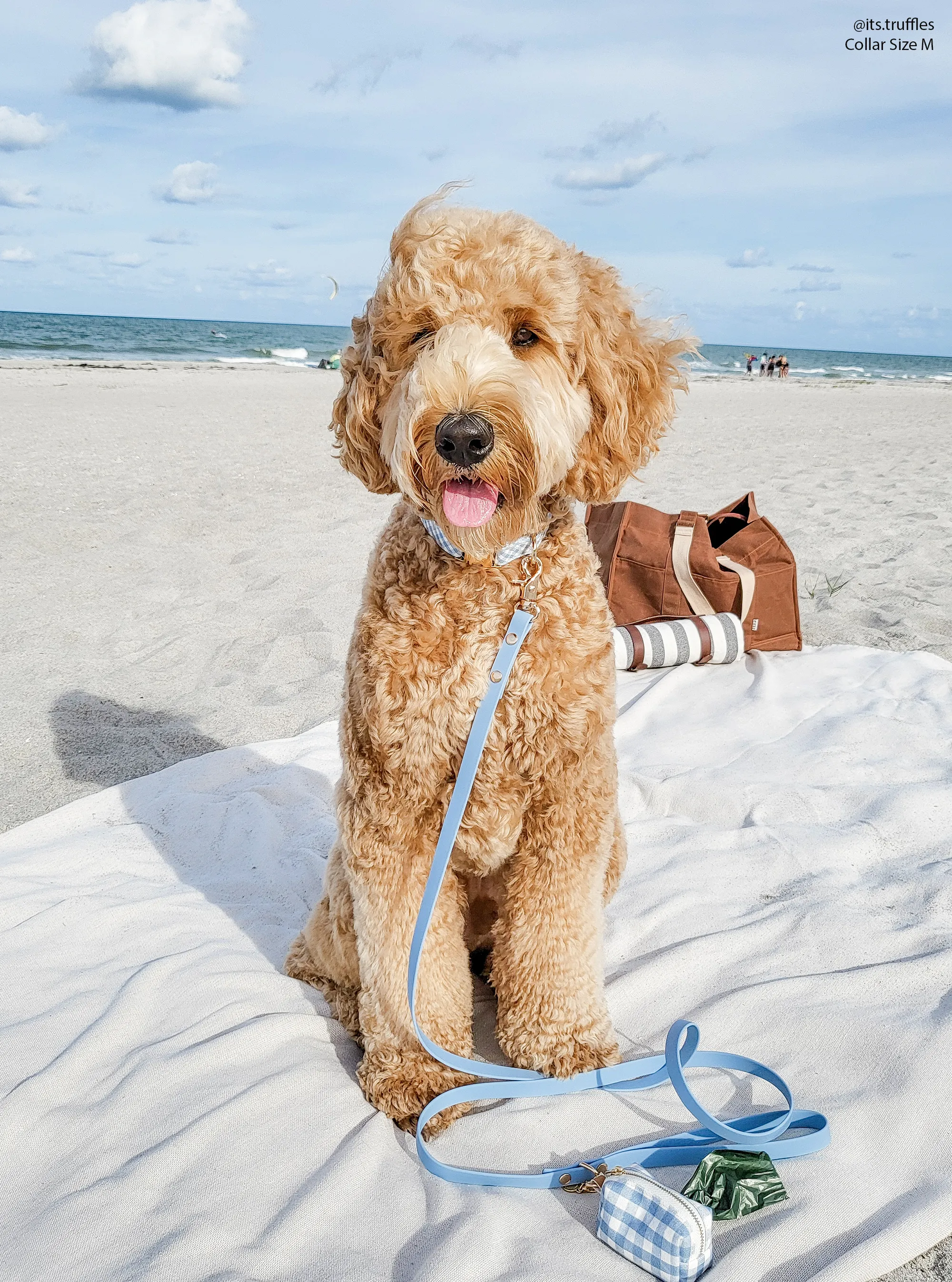 Dog Leash Waterproof - Blue, Lightweight,5 ft